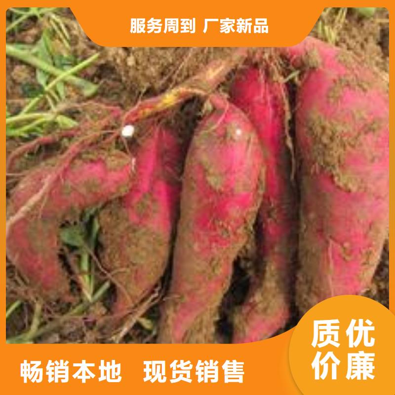 宜春紫薯种子厂家