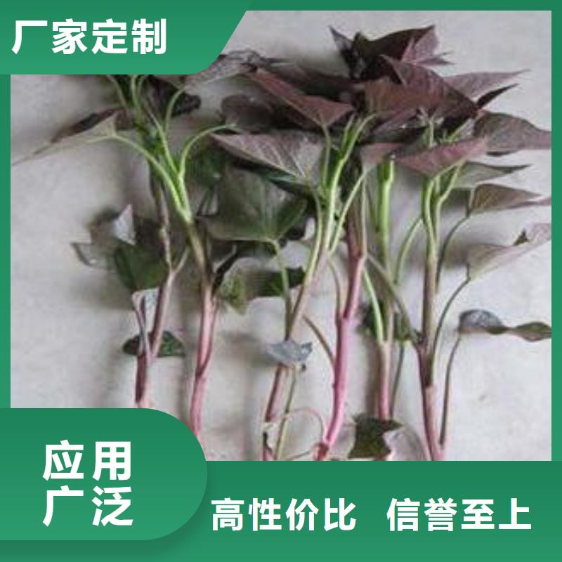 衢州鲜食型紫薯苗厂家价格