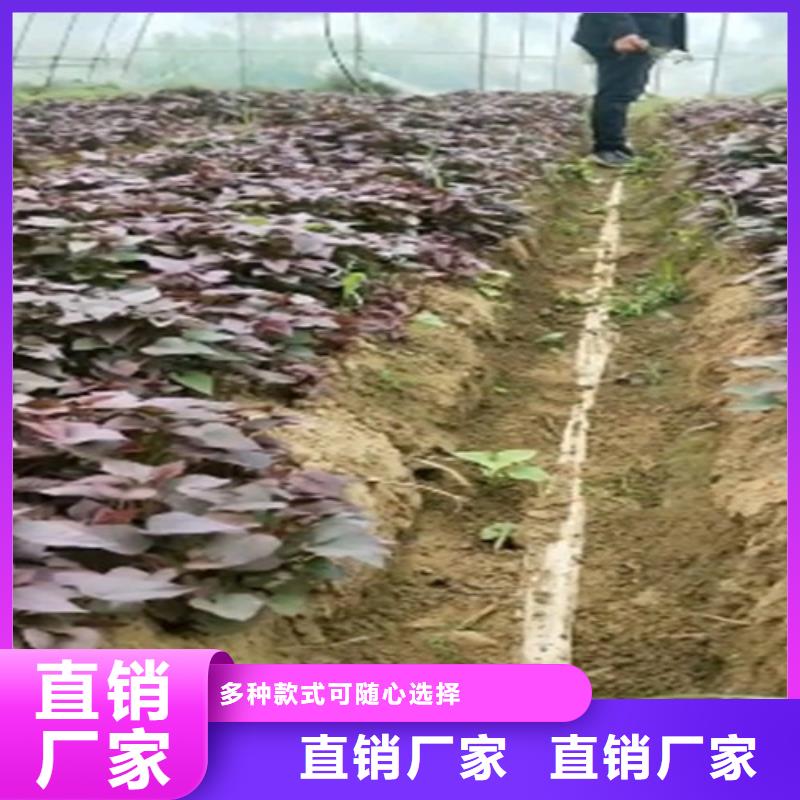 宁夏鲜食型紫薯苗批发销售