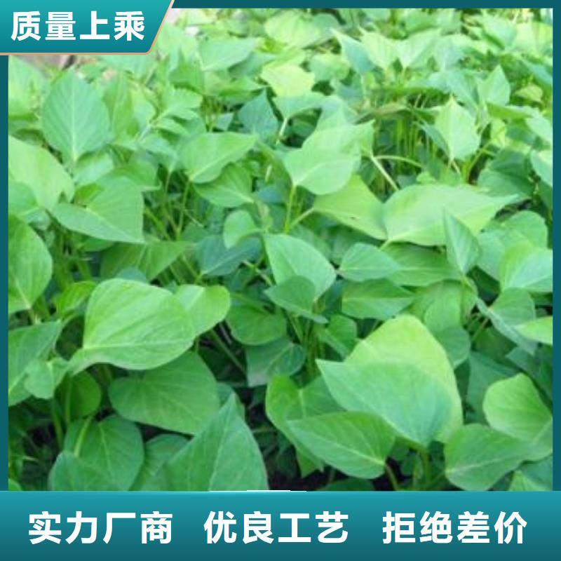 甘肃省天水紫薯苗（济黑2号）种植厂家