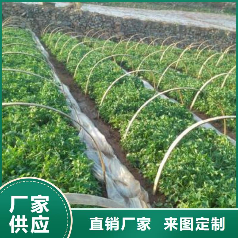 江西省赣州紫地瓜苗子种植厂家