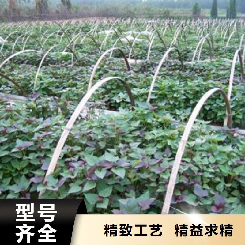兴安紫薯苗（济黑2号）种植基地