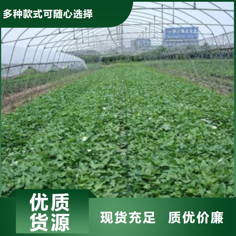 上海紫薯苗（济黑2号）图片