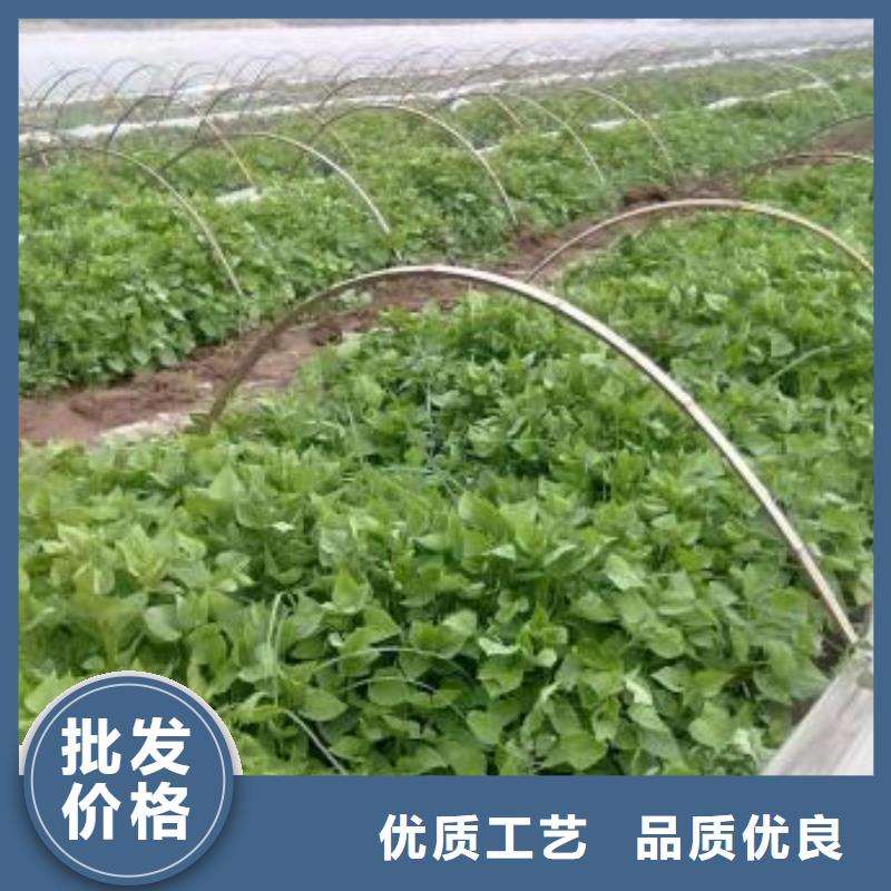 云南省大理紫薯苗多少钱