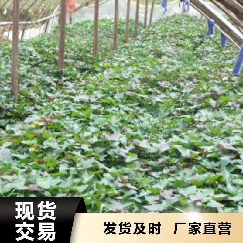 广元鲜食型紫薯苗图片