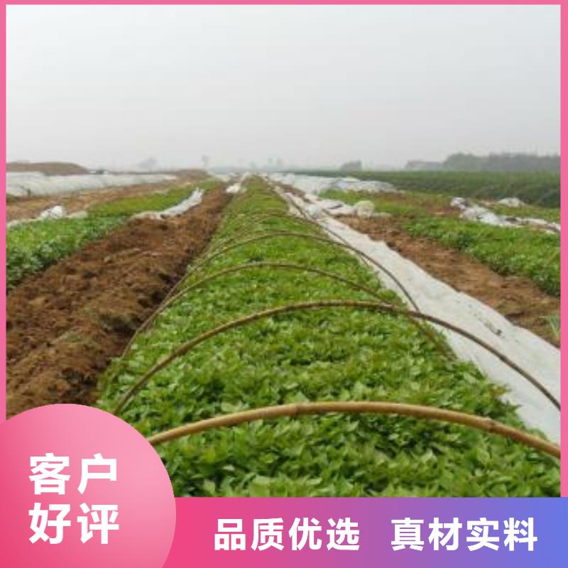 杭州紫薯苗（济黑2号）种植基地