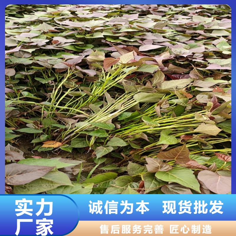 盘锦紫薯种苗源头厂家