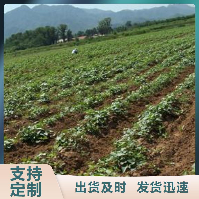 贵州省六盘水紫薯苗（济黑2号）种植方法