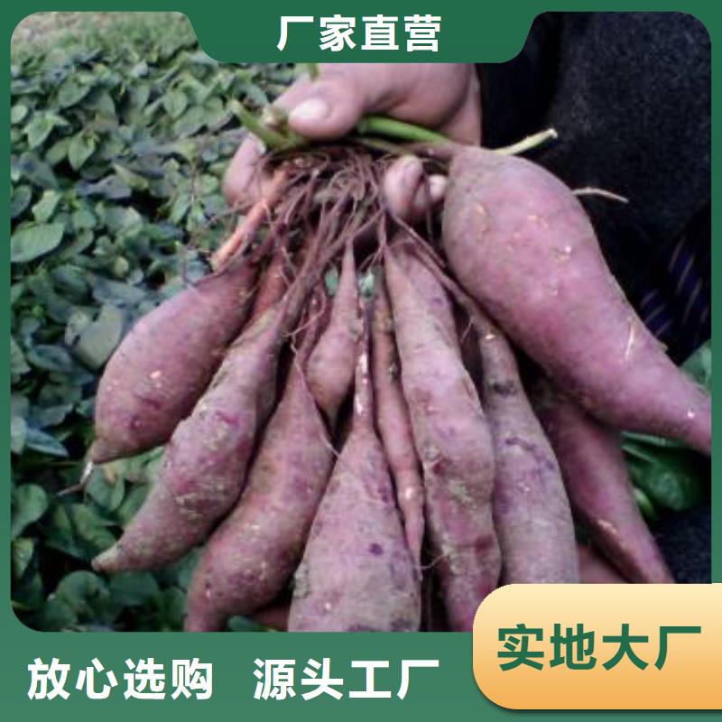 南充紫薯种子种植厂家