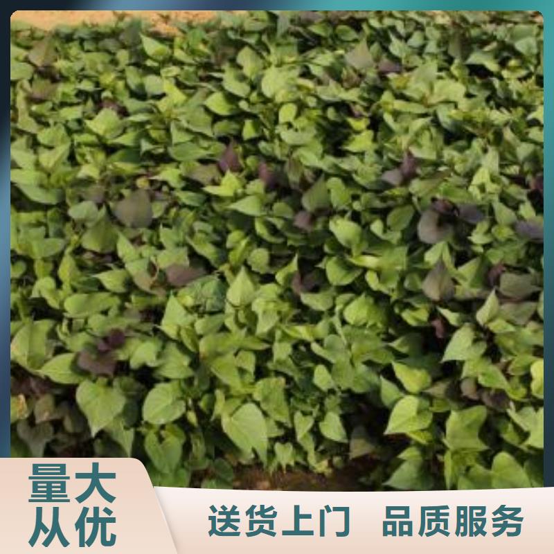 台州紫薯苗供应