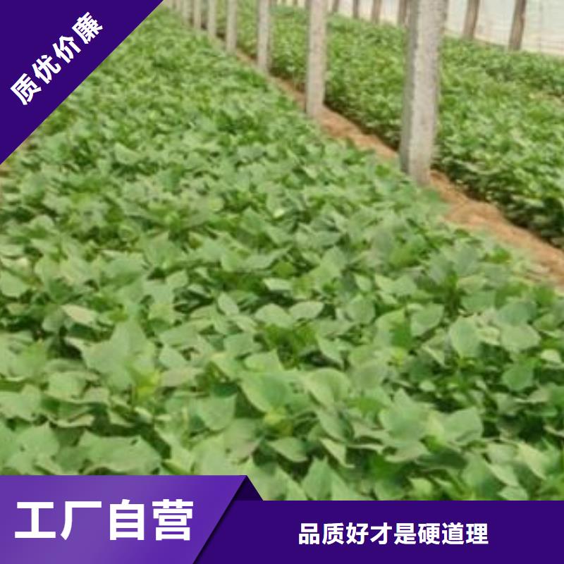扬州紫地瓜苗2021新苗上市