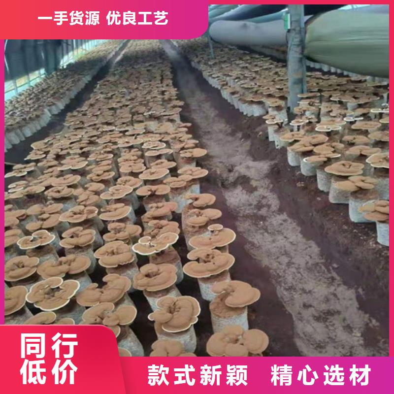 上海灵芝菌种怎么卖