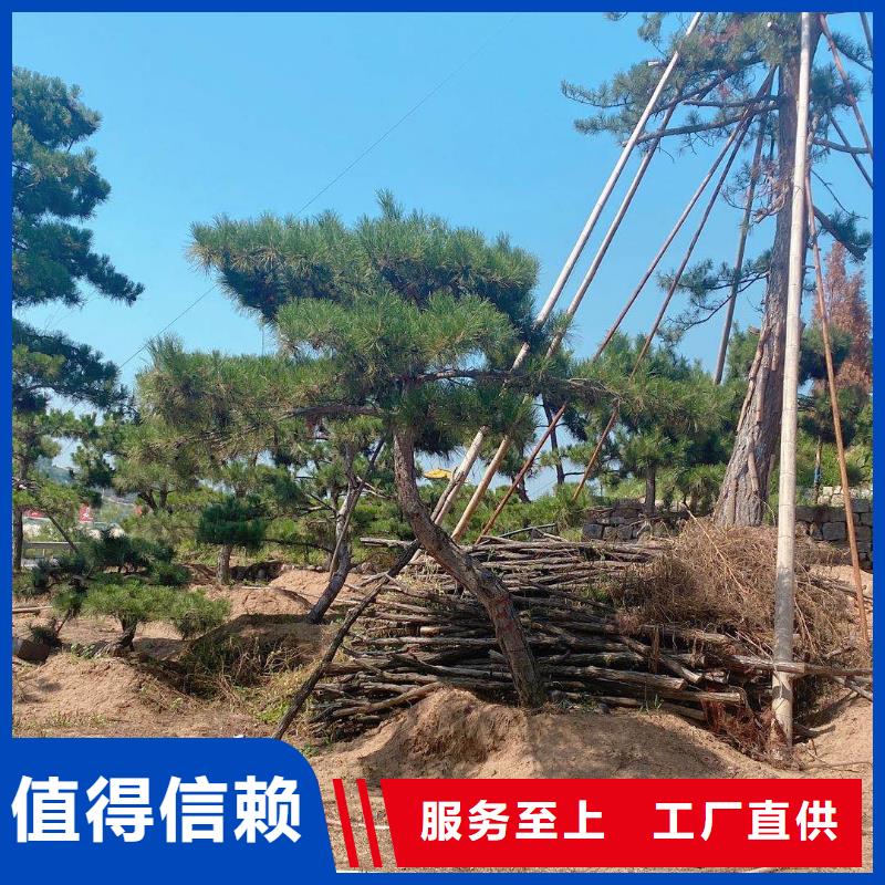 2022价格优惠#滨州造型黑松#本地厂家
