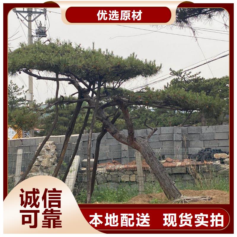 省心：琼中县造型油松厂家