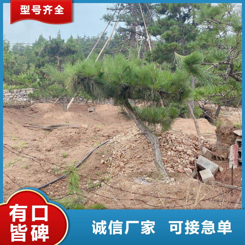 扬州造型景松厂家-东实园林绿化有限公司