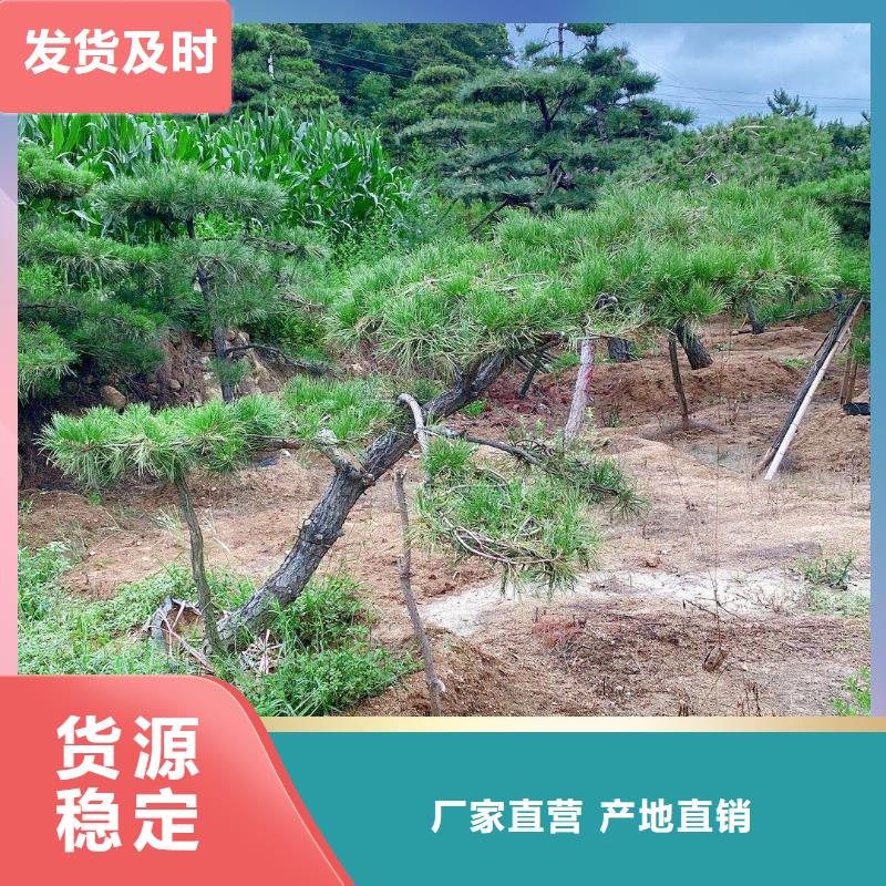 桂林造型油松常规货源充足