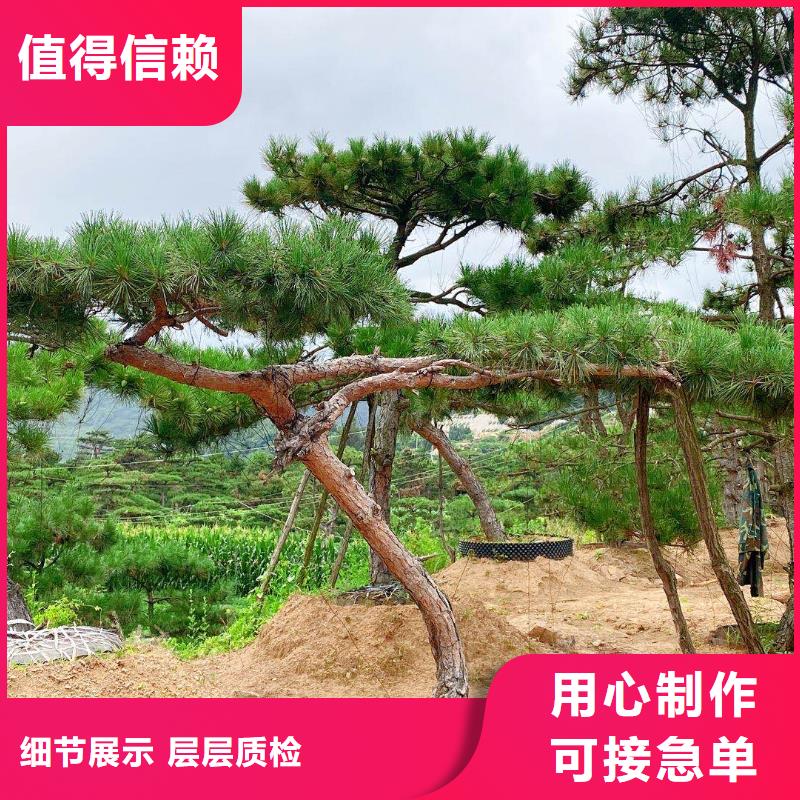 盘锦造型景观松-造型景观松专业品质