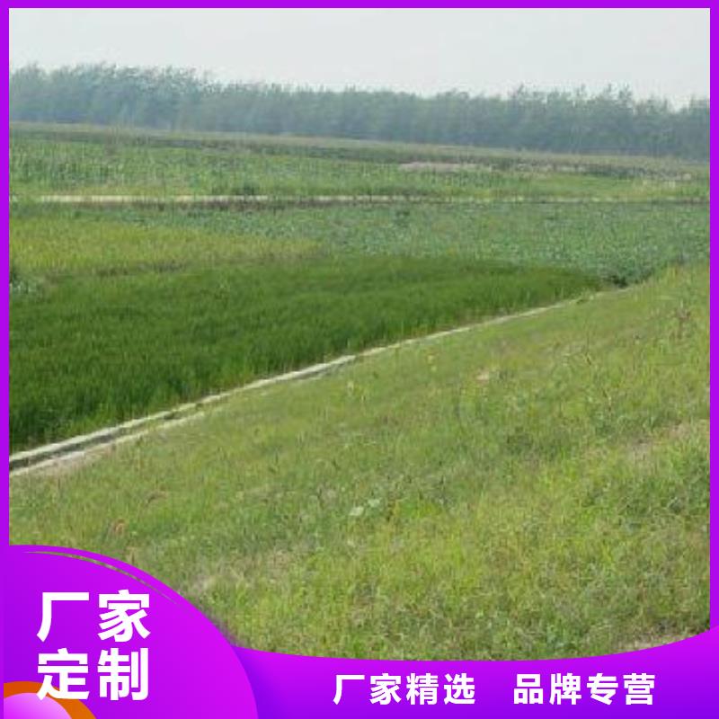 滁州三维植被网护坡植被网型号齐全