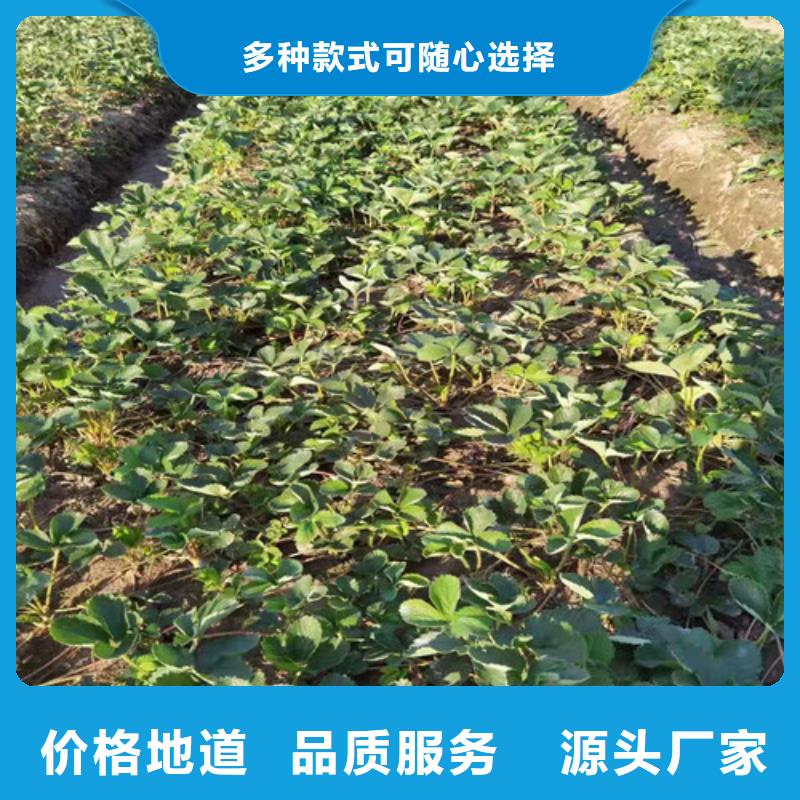 安庆法兰地草莓生产苗