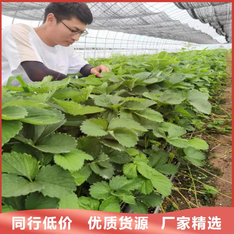 福建省漳州市甜查理草莓苗