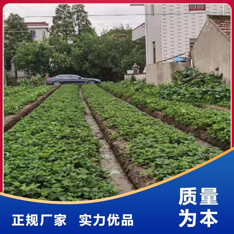 安徽省宣城市甘露草莓苗