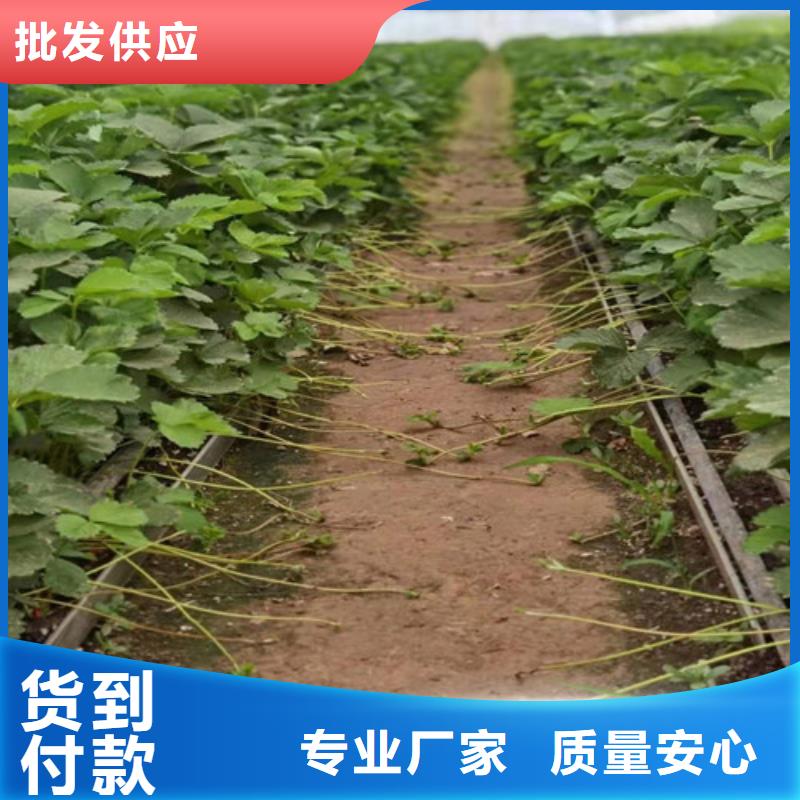 章姬草莓生产苗实力厂家