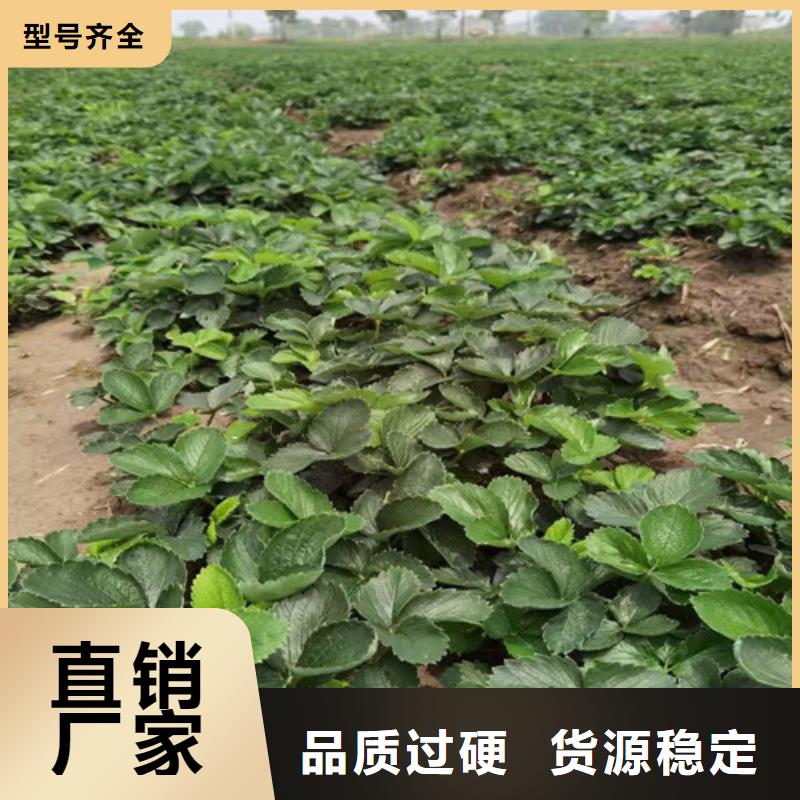 安徽省淮南市香野草莓苗质优价廉
