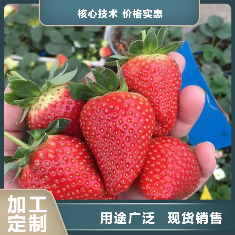女峰草莓种苗国标检测放心购买