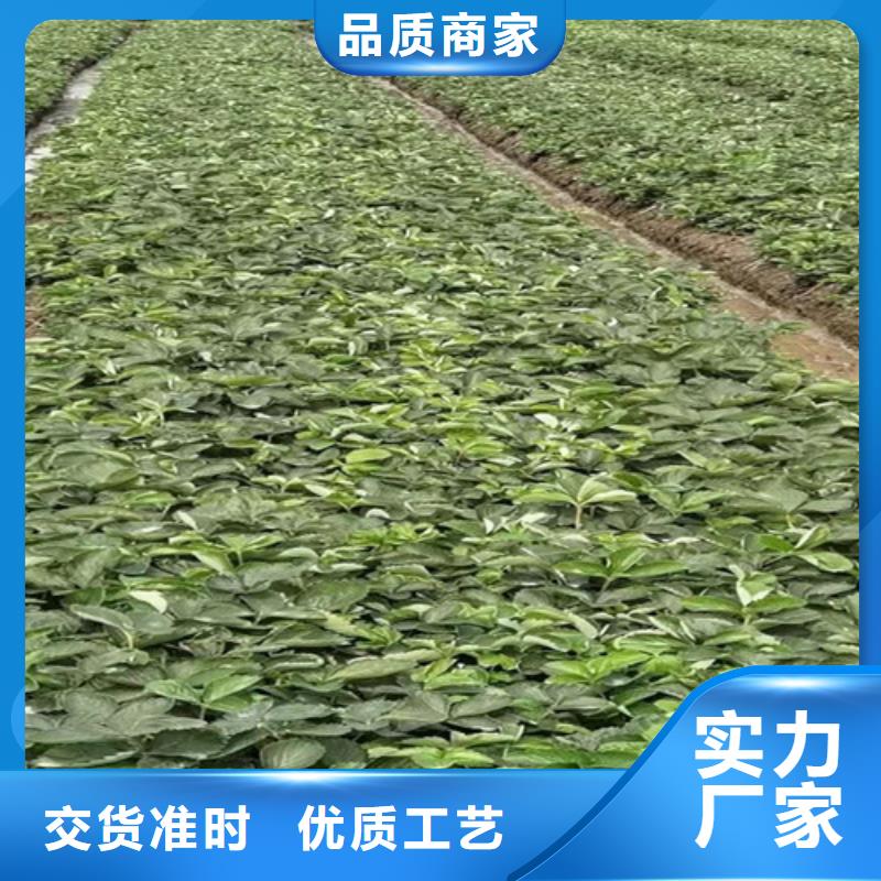 漳州达娜草莓苗