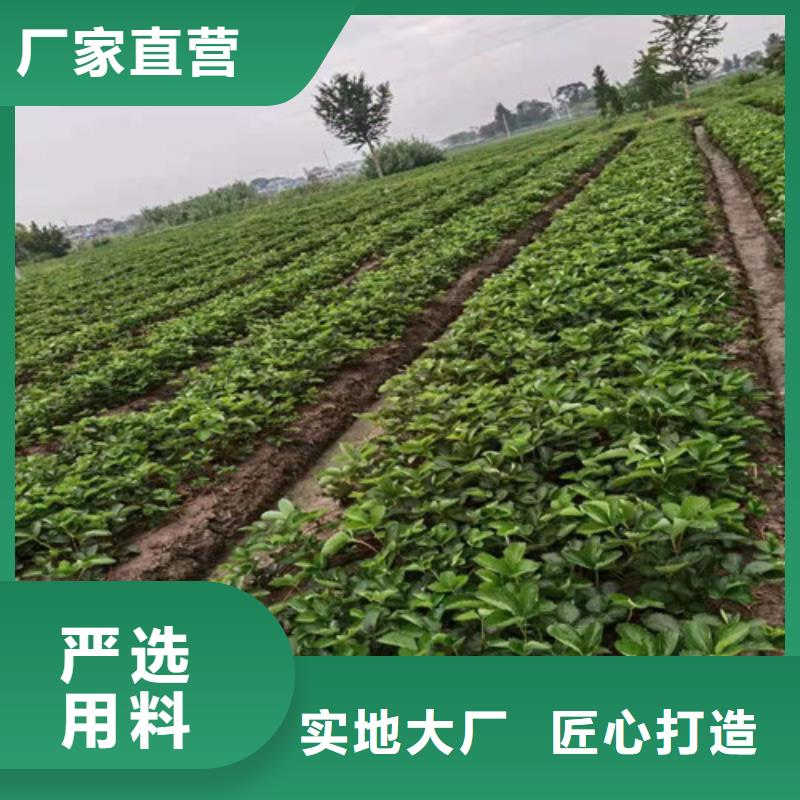 云南省大理市甘露草莓苗