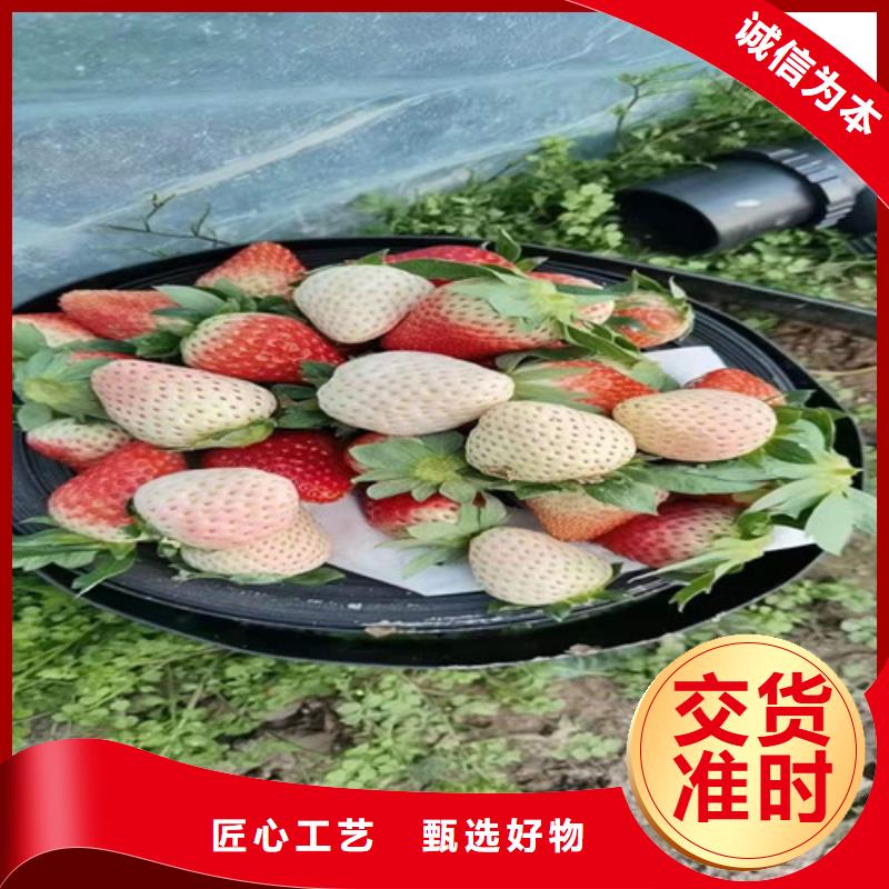 陕西省咸阳市香蕉草莓苗基地