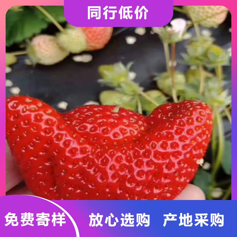 四川省巴中市妙香7号草莓苗多少钱一颗