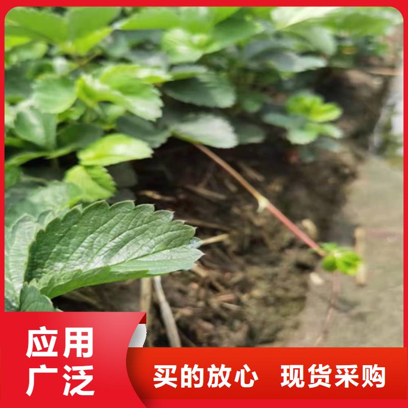 甘肃省庆阳市红玉草莓苗价格