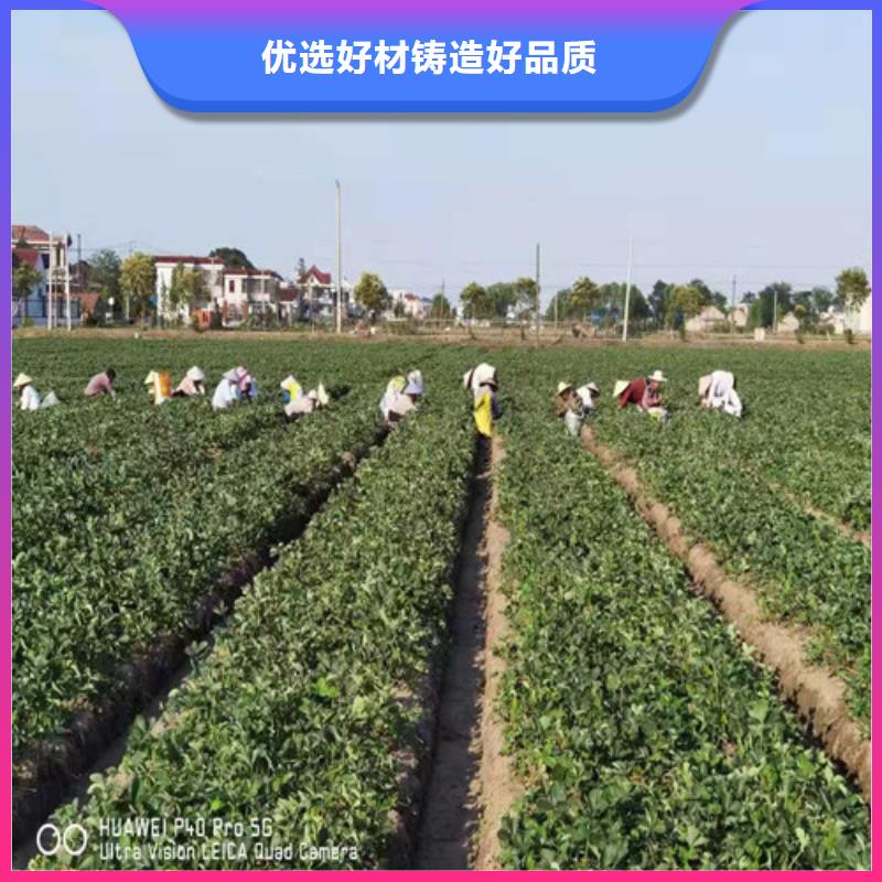 庆阳隋珠草莓苗品种