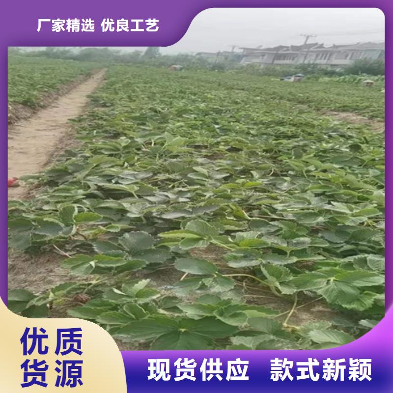 广东红玉草莓生产苗