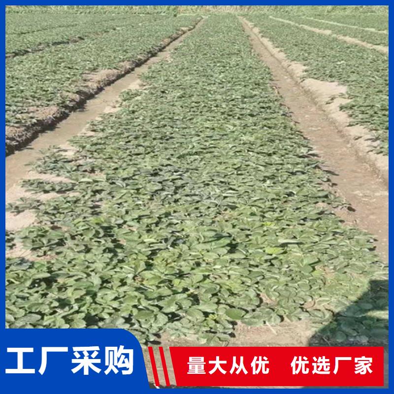 来宾香野草莓生产苗