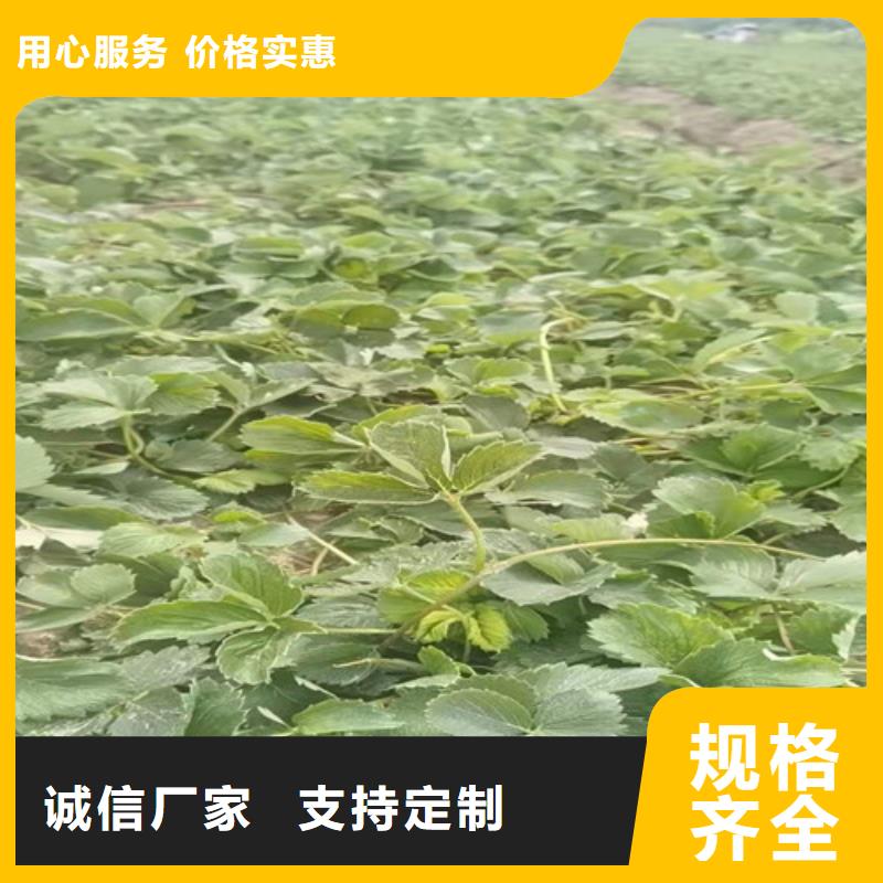 云南省玉溪市红颜草莓苗种植基地