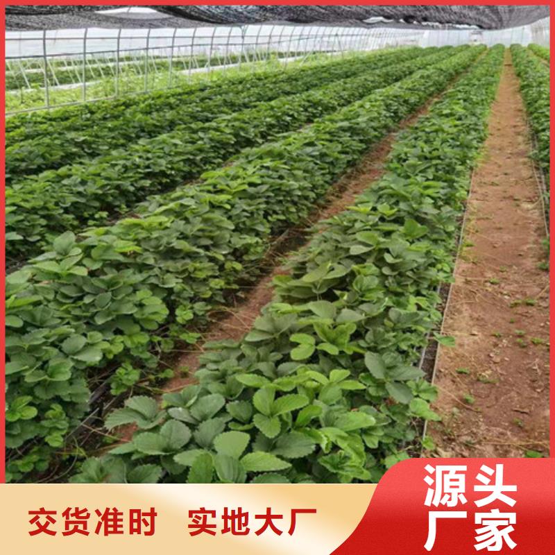 女峰草莓生产苗一个起售