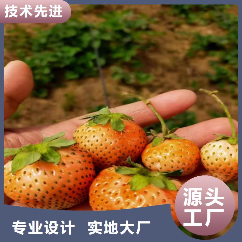 临汾幸香草莓苗