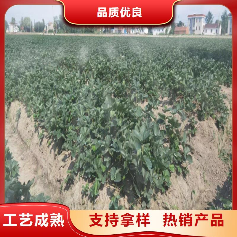 甘肃省咖啡草莓苗种植基地