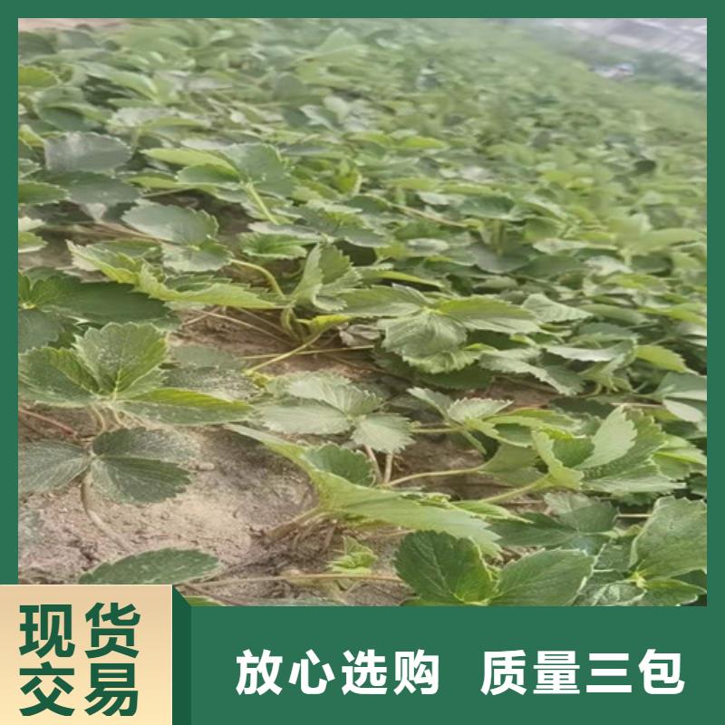 琼中县淡雪草莓苗