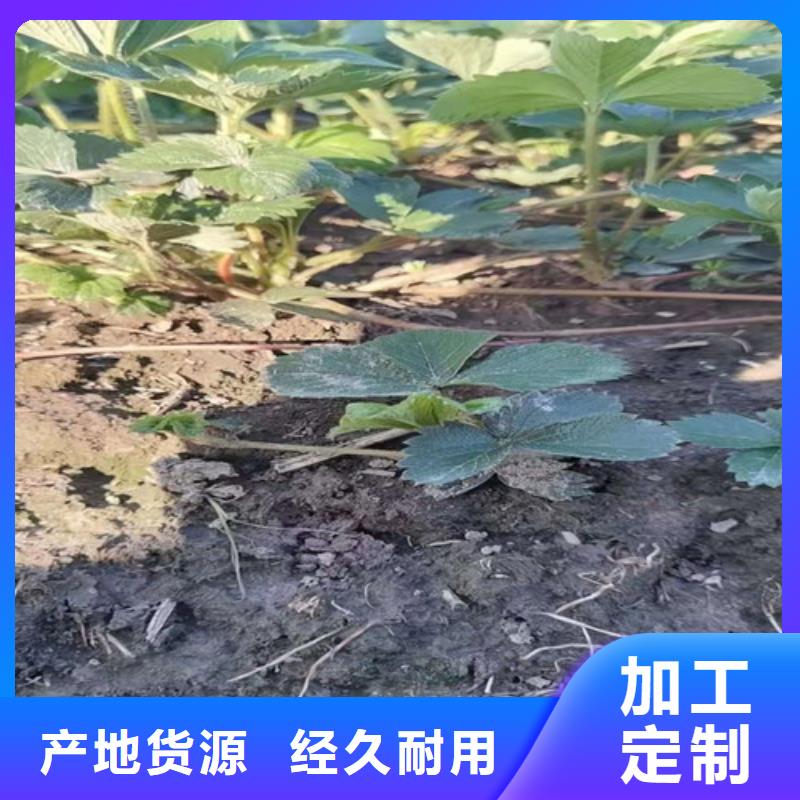 淄博隋珠草莓苗基地图片
