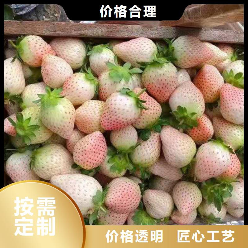 阳泉淡雪草莓种苗