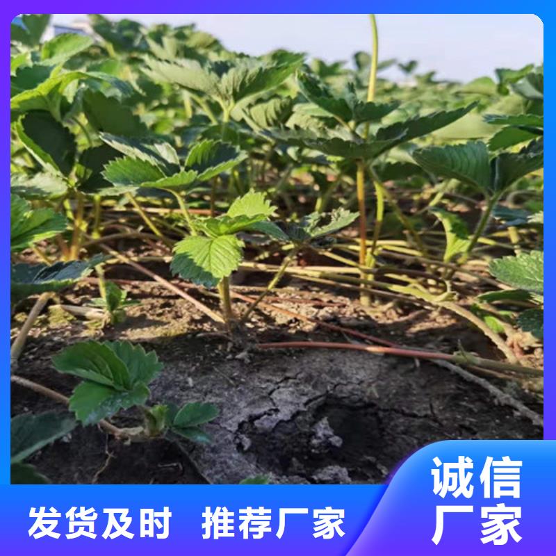 云南省昆明市金冠草莓苗