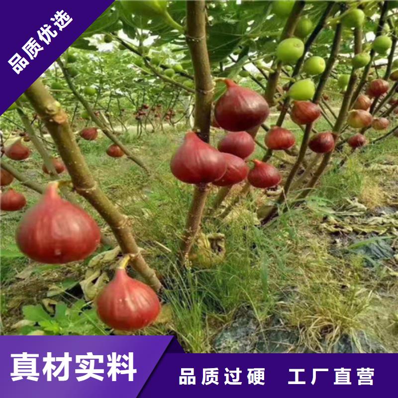 波姬红无花果树品种介绍生产经验丰富