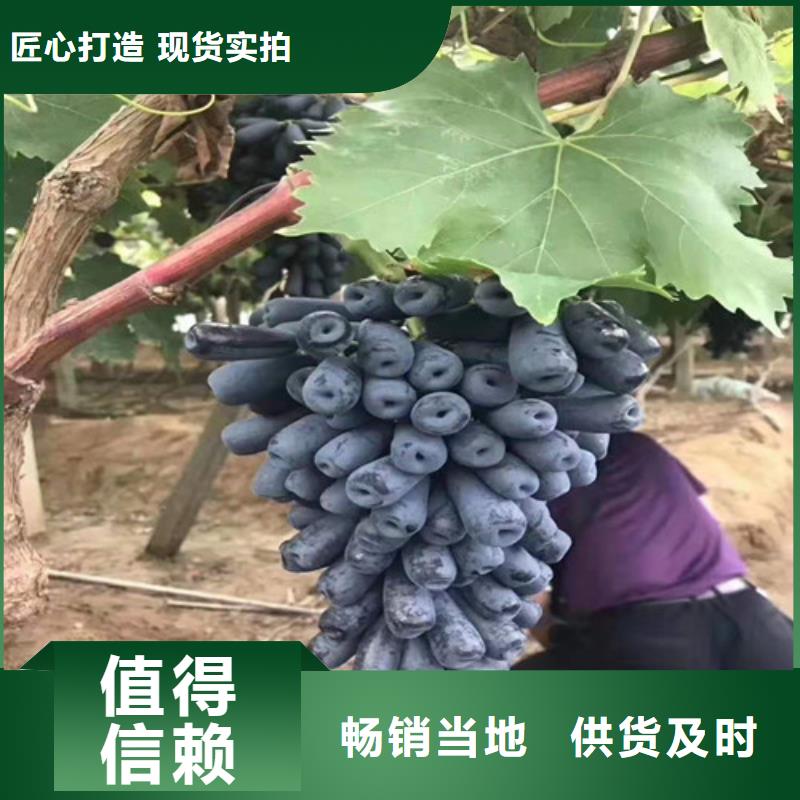 云南省文山市葡萄苗品种