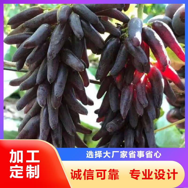 漳州葡萄树苗新品种