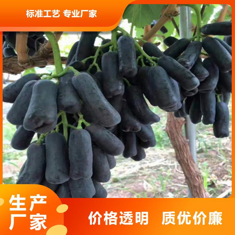 黄山黑色甜菜葡萄苗