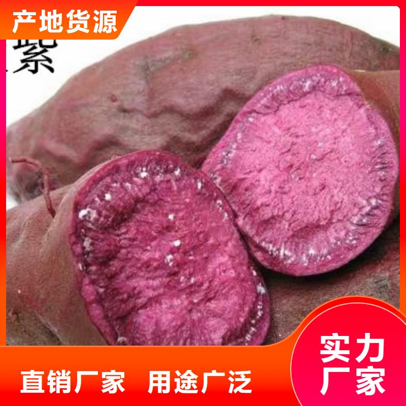 湖南省郴州紫薯苗销售