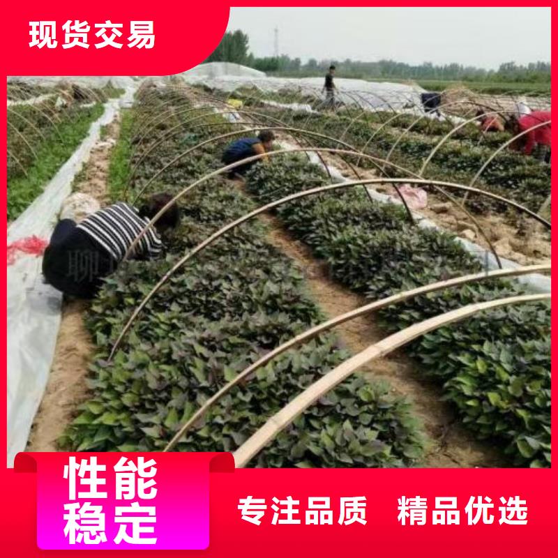 阳江鲜食型紫薯苗厂家